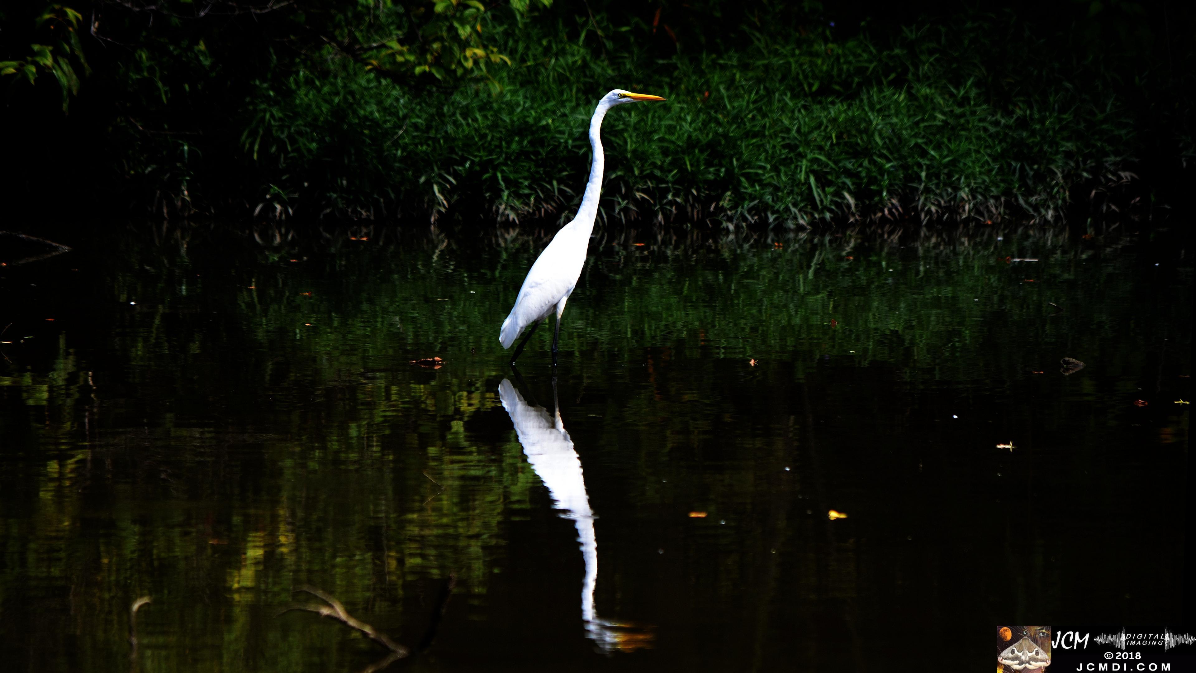 A White Egret at Old Hickory Lake.jpg